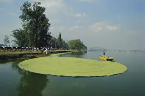 Duckweed: Xochimilco Floating Gardens
