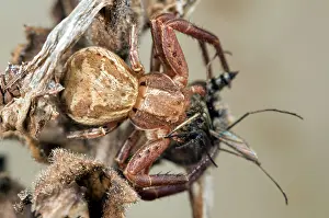Xysticus: Xysticus cristatus - with prey
