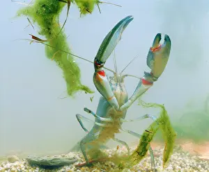 Crayfishes: Yabby - Underwater