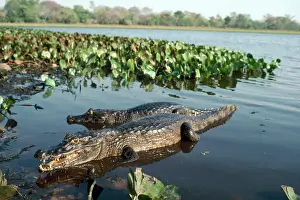 Caimans: Yacare Caiman