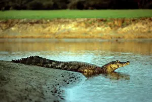 Caimans: Yacare Caiman