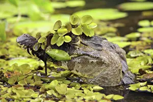 Caimans: Yacare Caiman
