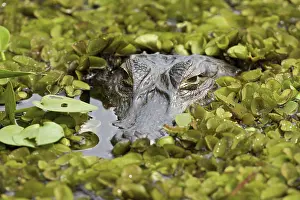 Caimans: Yacare Caiman