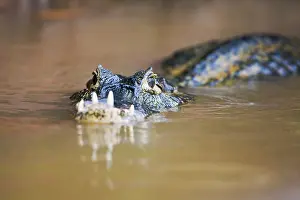 Yacare: Yacare Caiman