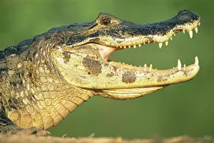 Yacare: Yacare Caiman
