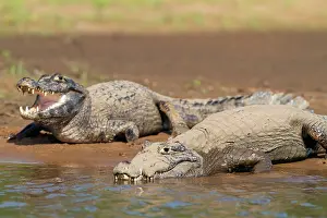 Yacare: Yacare Caiman