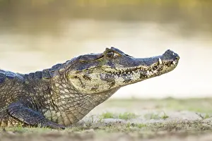 Caiman: Yacare Caiman (Caiman yacare), animal portrait