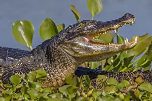 Caiman: Yacare Caiman (Caiman yacare) basking with open