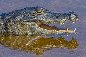 Caiman: Yacare Caiman (Caiman yacare) basking in the wa