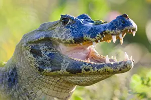 Caiman: Yacare Caiman (Caiman yacare) close-up portrait
