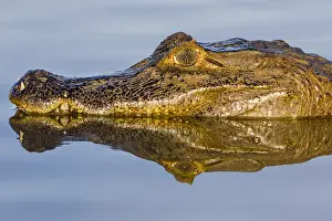 Caiman: Yacare Caiman (Caiman yacare) floating in the w