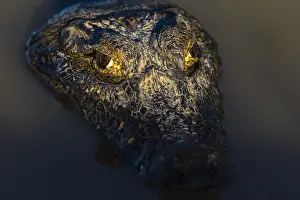 Caiman: Yacare Caiman (Caiman yacare) head shot, Brazil