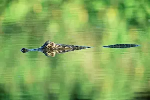 Yacare: Yacare caiman (Caiman yacare) with reflection