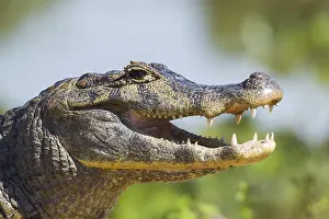 Caiman: Yacare Caiman (Caiman yacare), resting on the shore