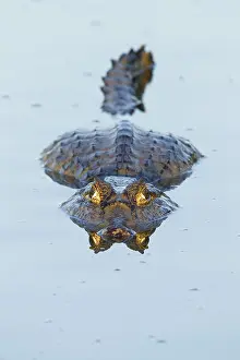 Caiman: Yacare Caiman (Caiman yacare), resting in water