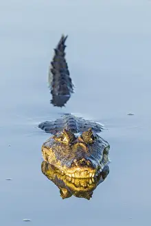 Caiman: Yacare Caiman (Caiman yacare), resting in water