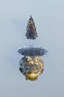 Caiman: Yacare Caiman (Caiman yacare), resting in water