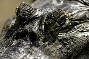 Caimans: Yacare Caiman close up