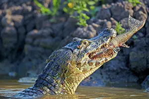 Caimans: Yacare Caiman eating a fish Pantanal area Mato Grosso