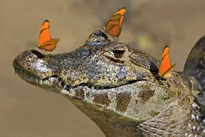 Jacare: Yacare Caiman / Jacare Caiman - adult with bright