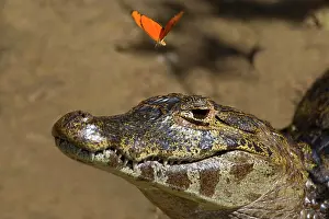 Fluttering: Yacare Caiman / Jacare Caiman - adult with bright