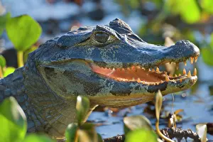 Jacare: Yacare Caiman / Jacare Caiman - adult gaping