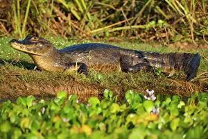 Jacare: Yacare Caiman / Jacare Caiman - adult laying on