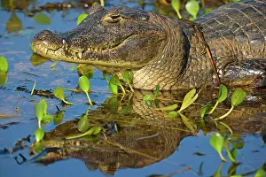 Jacare: Yacare Caiman / Jacare Caiman - adult laying in