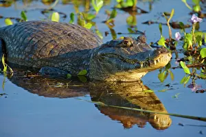 Jacare: Yacare Caiman / Jacare Caiman - adult laying in