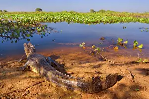 Jacare: Yacare Caiman / Jacare Caiman - adult laying on