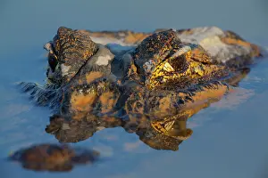 Jacare: Yacare Caiman / Jacare Caiman - adult partly submerged