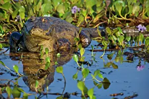 Jacare: Yacare Caiman / Jacare Caiman - adult resting in