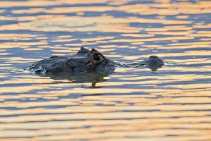 Yacare: Yacare caiman or Jacar??oe