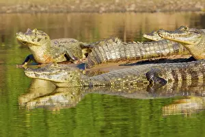 Yacare: Yacare caiman or Jacar??oe