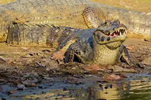 Yacare: Yacare caiman or Jacar??oe