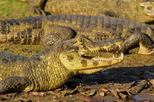 Yacare: Yacare caiman or Jacar??oe