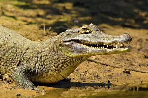 Yacare: Yacare caiman or Jacar??oe
