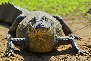 Yacare: Yacare caiman or Jacar??oe