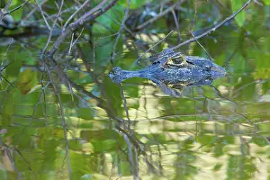 Yacare: Yacare caiman or Jacar??oe