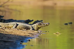 Yacare: Yacare caiman or Jacar??oe