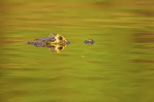 Yacare: Yacare caiman or Jacar??oe