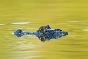 Yacare: Yacare caiman or Jacar??oe