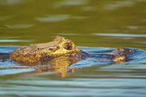 Yacare: Yacare caiman or Jacar??oe