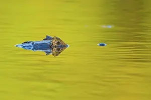 Yacare: Yacare caiman or Jacar??oe