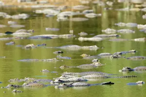 Yacare: Yacare caiman or Jacar??oe