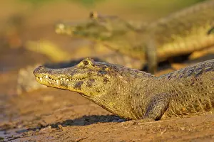 Yacare: Yacare caiman or Jacar??oe