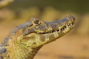Yacare: Yacare caiman or Jacar??oe