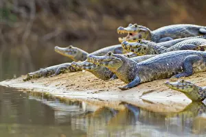 Yacare: Yacare caiman or Jacar??oe