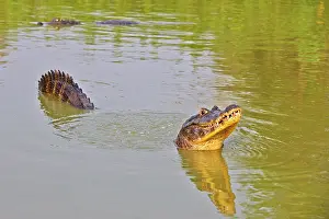 Sounds: Yacare Caiman marking his territory by making sounds