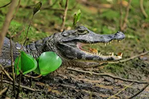 Caimans: Yacare Caiman / Red Caiman / Piranha Caiman / Southern